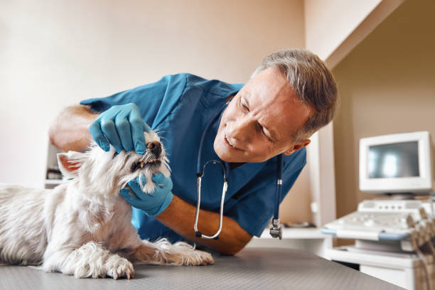 Best Dental Abscess Treatment in East Riverdale, MD